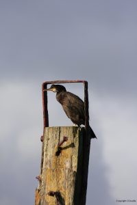 Bird_MG_6067