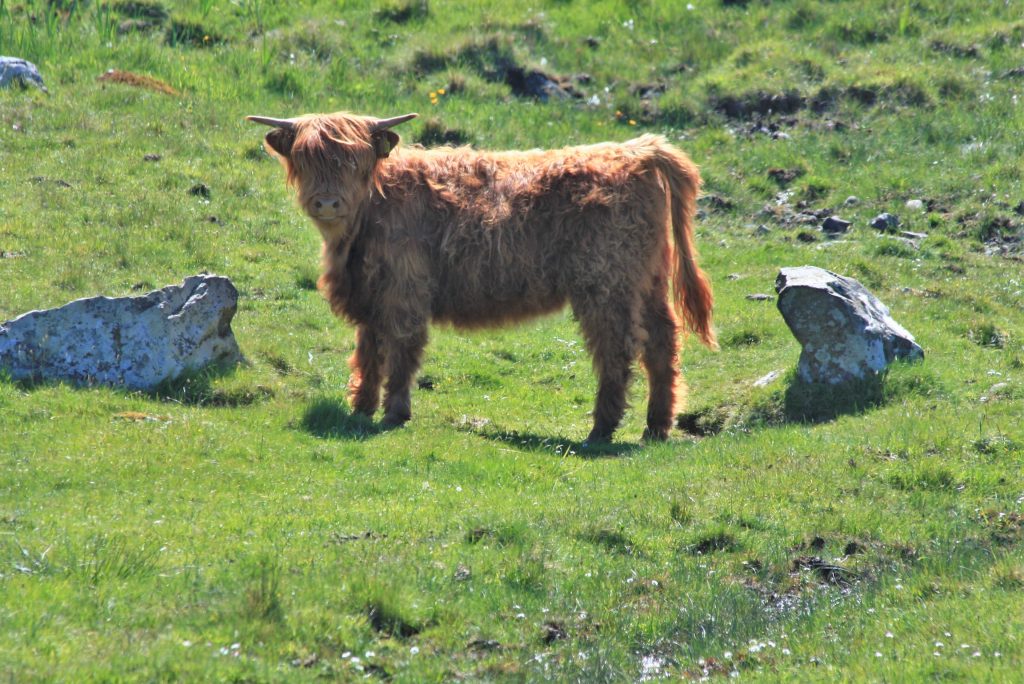 Young Highland Calf Cow Isle of Mull